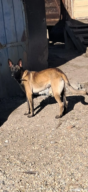 Donez femela malinois 1 an - imagine 3