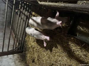 Purcei de vânzare ! 