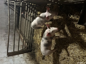 Purcei de vânzare !  - imagine 2