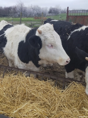 Vând vițele!  - imagine 2