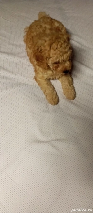 Pudel toy  - imagine 2
