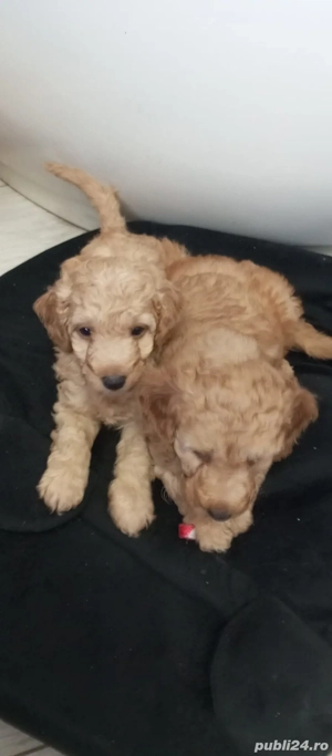 Pudel toy  - imagine 3