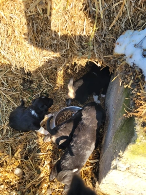 Ofer spre adoptie 6 catelusi mix de Border Collie  - imagine 2