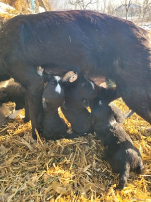 Ofer spre adoptie 6 catelusi mix de Border Collie  - imagine 5
