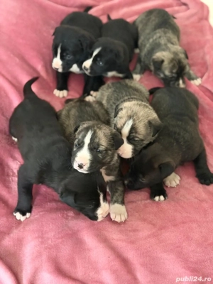 Presa canaria cu pitbul detin mama catelusilor  - imagine 2