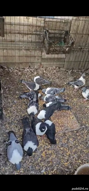 Porumbei straser - imagine 3