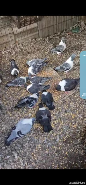 Porumbei straser - imagine 2