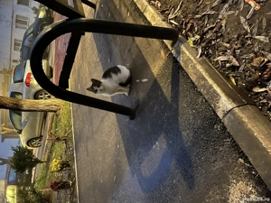 Gratis pisică 4-5 luni Foccșani - imagine 2