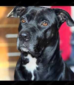 Presa canaria cu pitbul detin mama catelusilor  - imagine 3