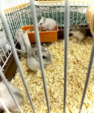 VÂND pui de hamsteri!! 30 lei. - imagine 2