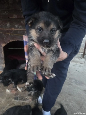 Pui ciobanesc german linea de lucru - imagine 5