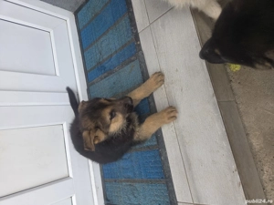 Pui ciobanesc german linea de lucru - imagine 2