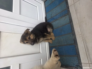 Pui ciobanesc german linea de lucru - imagine 3