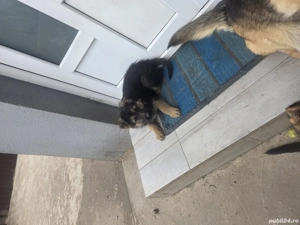 Pui ciobanesc german linea de lucru - imagine 4