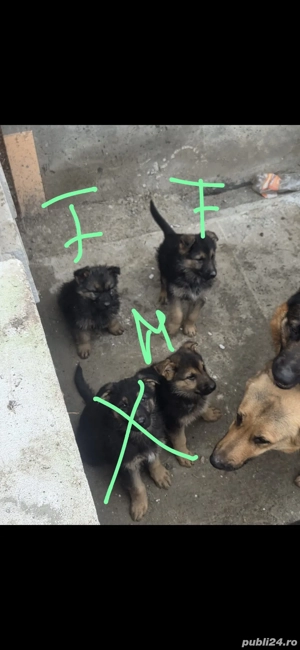 Pui ciobanesc german linea de lucru