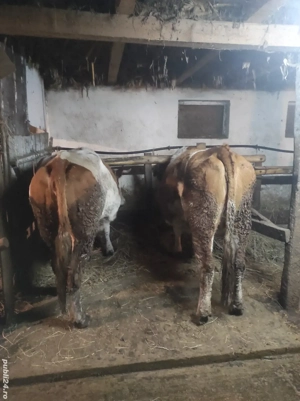 vaci gestante  - imagine 2