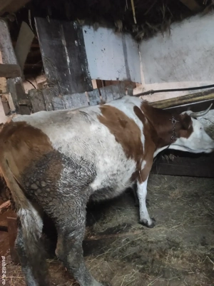 vaci gestante  - imagine 4