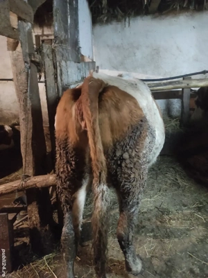 vaci gestante  - imagine 3