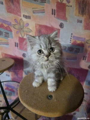 British Longhair  - imagine 2