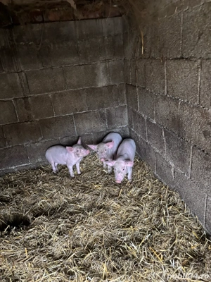 Vand purcei - Surducu Mic  - imagine 4