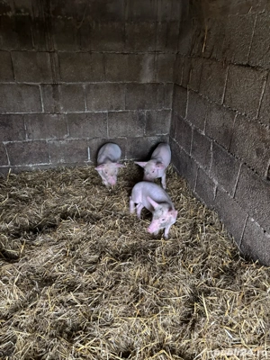 Vand purcei - Surducu Mic  - imagine 2