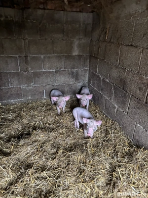 Vand purcei - Surducu Mic  - imagine 3