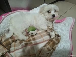 Bichon maltez 9 săptămâni 