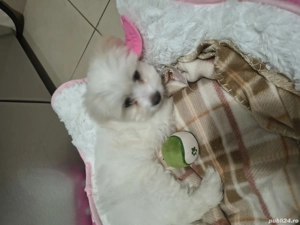 Bichon maltez 9 săptămâni  - imagine 2