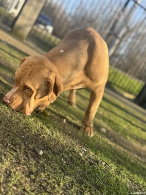 American Bully XL  - imagine 3