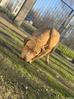 American Bully XL  - imagine 2