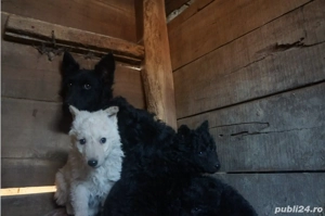 Catei MUDI de intors oi - imagine 2