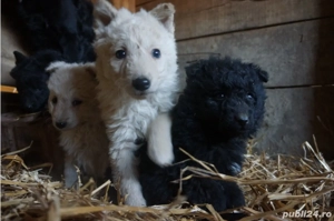 Catei MUDI de intors oi - imagine 3