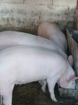 vand porci rasa de carne