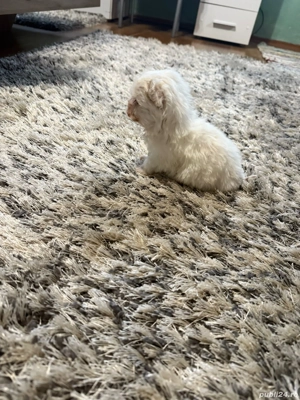 De vinzare bison maltez baietel  - imagine 5