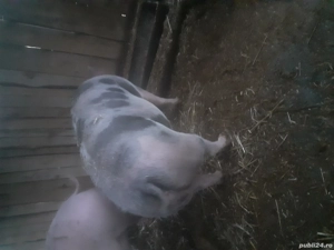 Vand purcea pietran - imagine 2