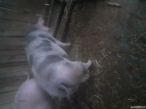 Vand purcea pietran - imagine 3