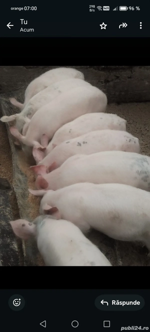 Vind purceii de 11 săptămâni  - imagine 2