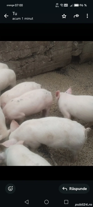 Vind purceii de 11 săptămâni  - imagine 3