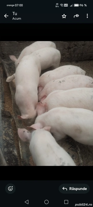 Vind purceii de 11 săptămâni 