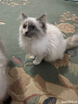 Pisica Ragdoll - imagine 3