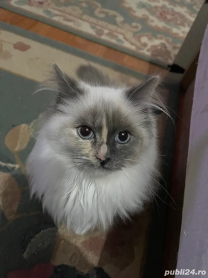 Pisica Ragdoll - imagine 2