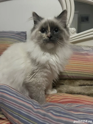Pisica Ragdoll - imagine 4