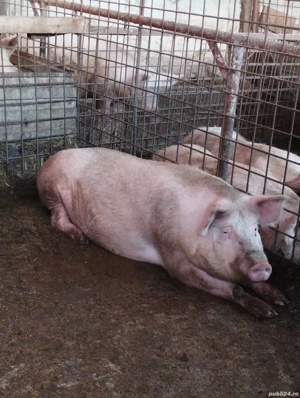 Vând scrofițe pentru reproducție!