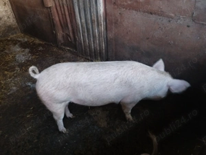 Vând porci pentru sacrificat!