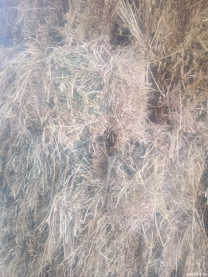 baloti lucerna si fan - imagine 2