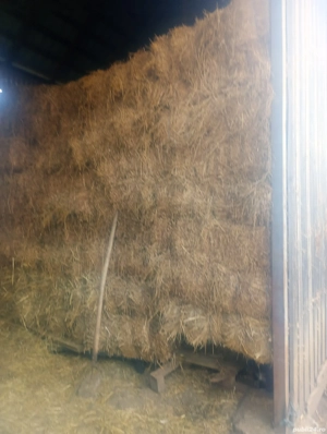 baloti lucerna si fan