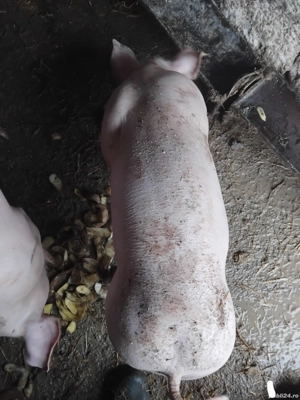 vand 2 purcei castrati pietrain - imagine 2