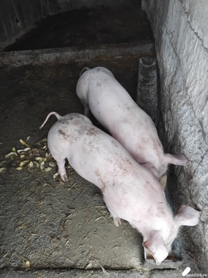 vand 2 purcei castrati pietrain