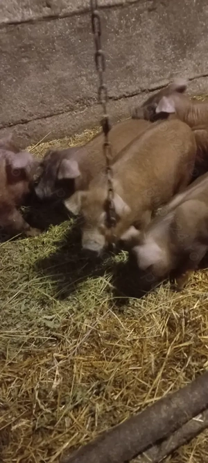 Vând Purcei Rasa Duroc Vieruși și Scrofițe  Turnu Magurele o733345270 - imagine 3