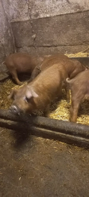 Vând Purcei Rasa Duroc Vieruși și Scrofițe  Turnu Magurele o733345270 - imagine 2